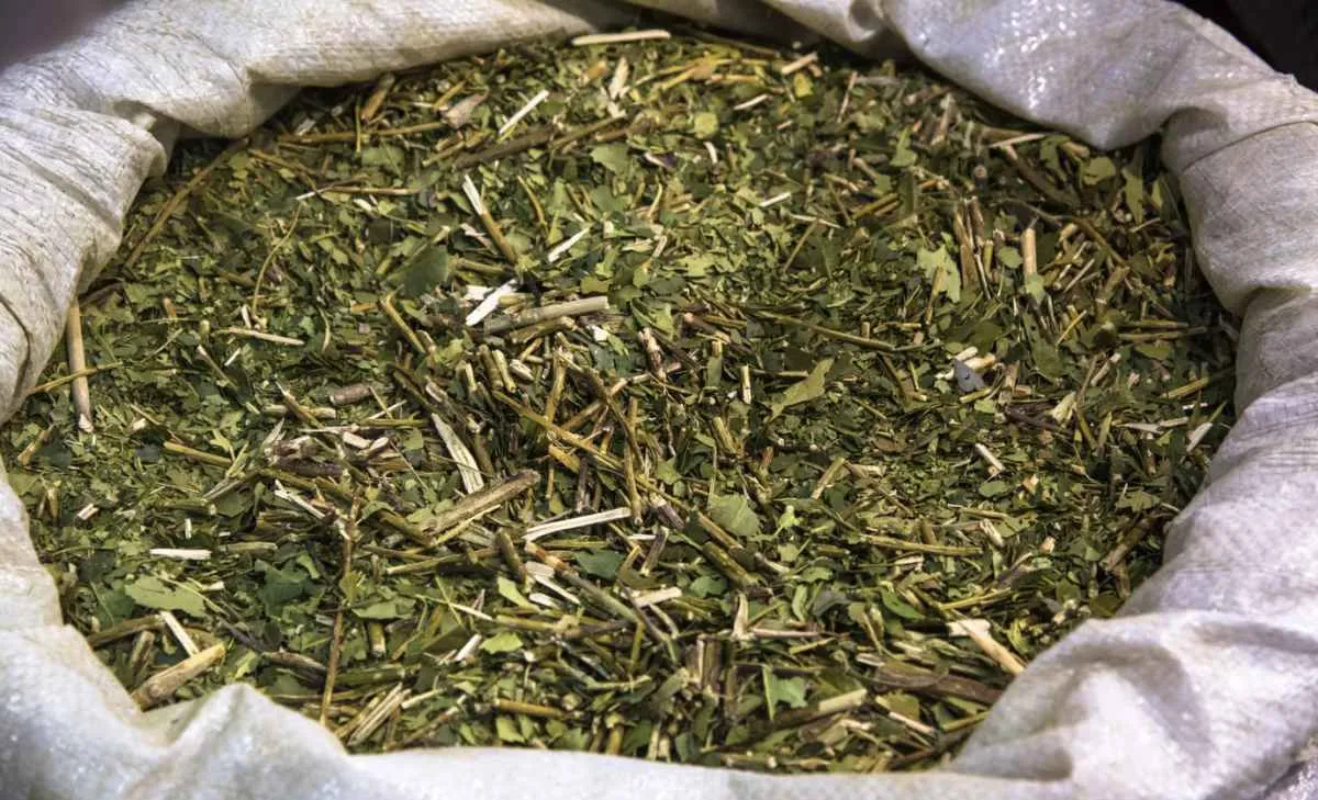 Paraná avança na valorização da erva-mate com nova etapa de rastreabilidade e marca própria