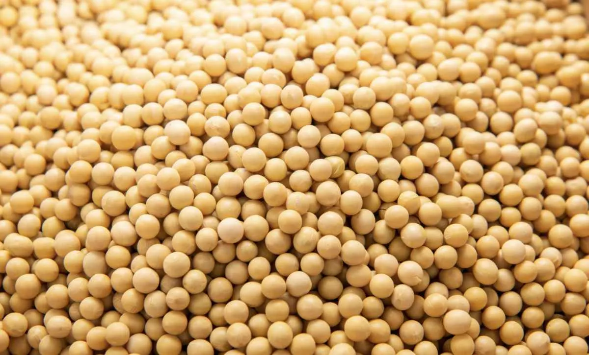 Soja abre semana estável em Chicago, mas mercado segue pressionado