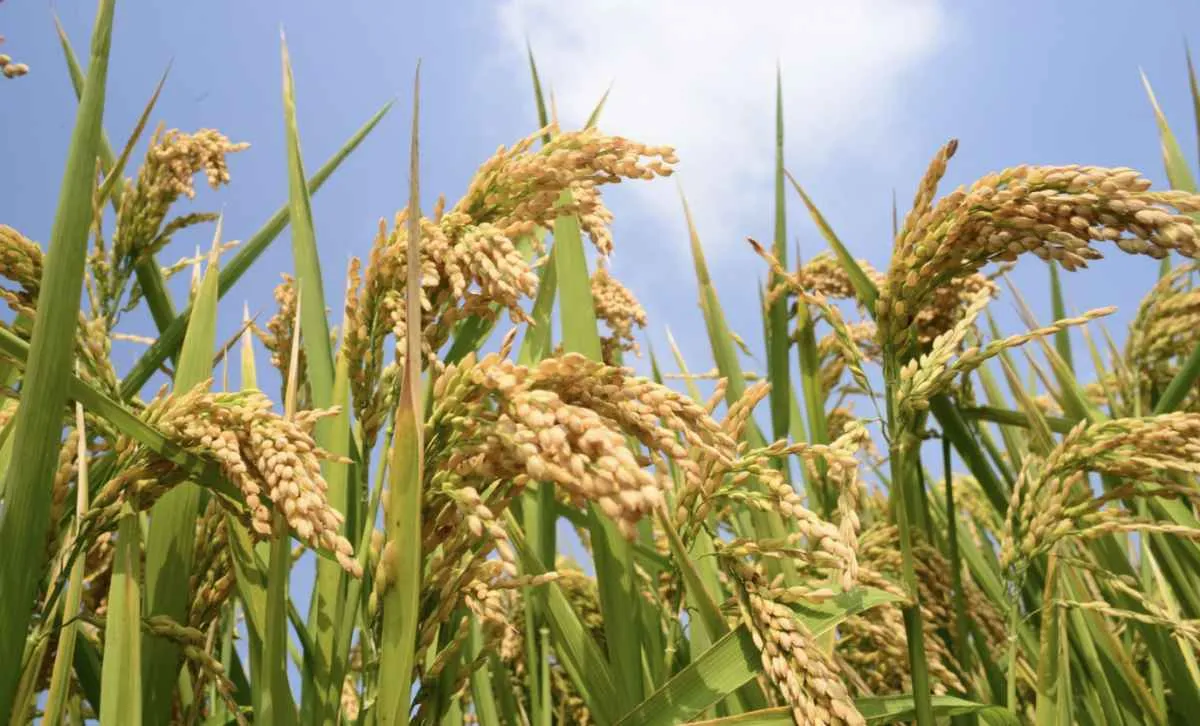 Arroz em casca no RS fecha fevereiro com alta nos preços
