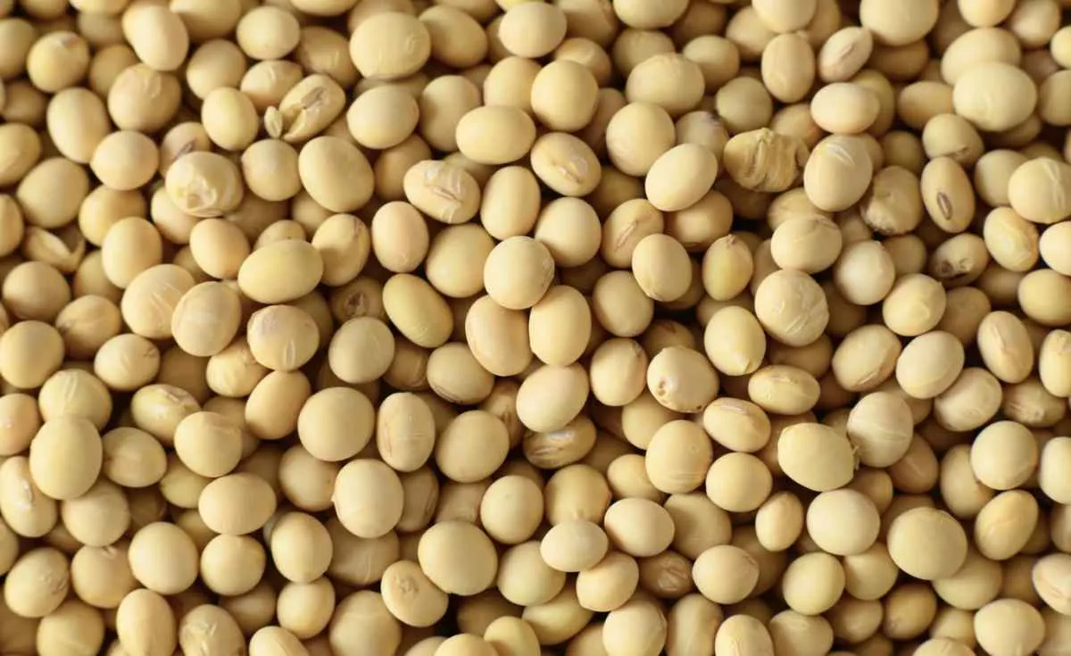 Soja recua em Chicago e pressiona preços no Brasil