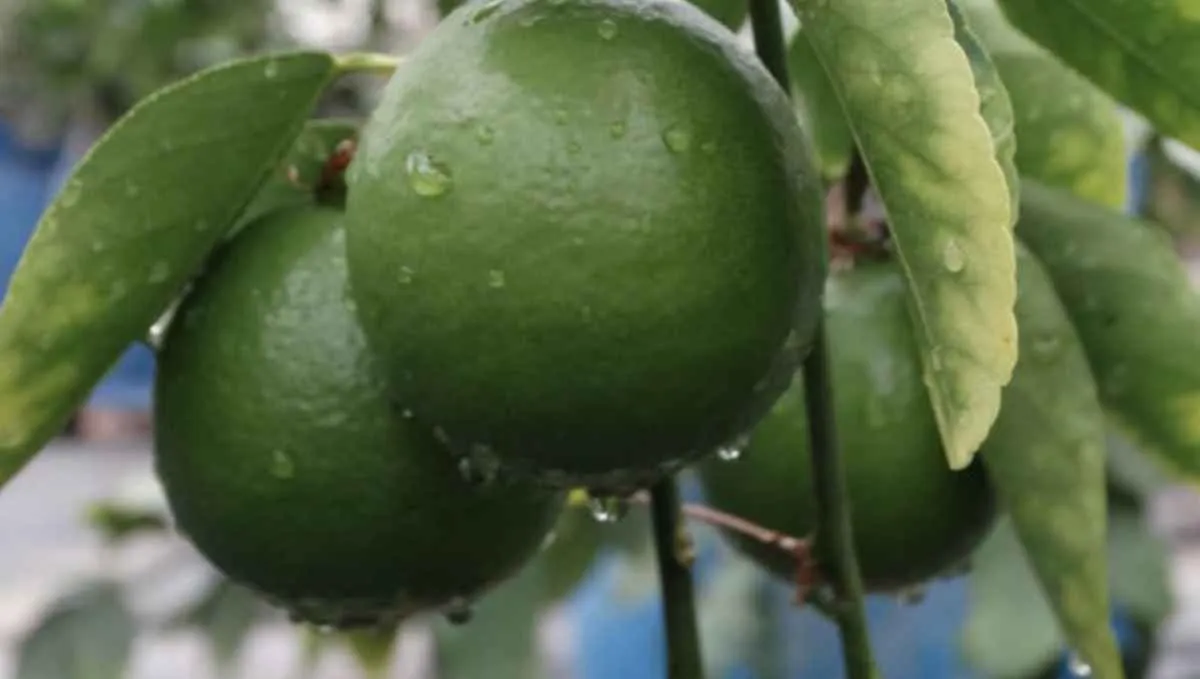 Final de safra eleva preços da lima ácida tahiti em março