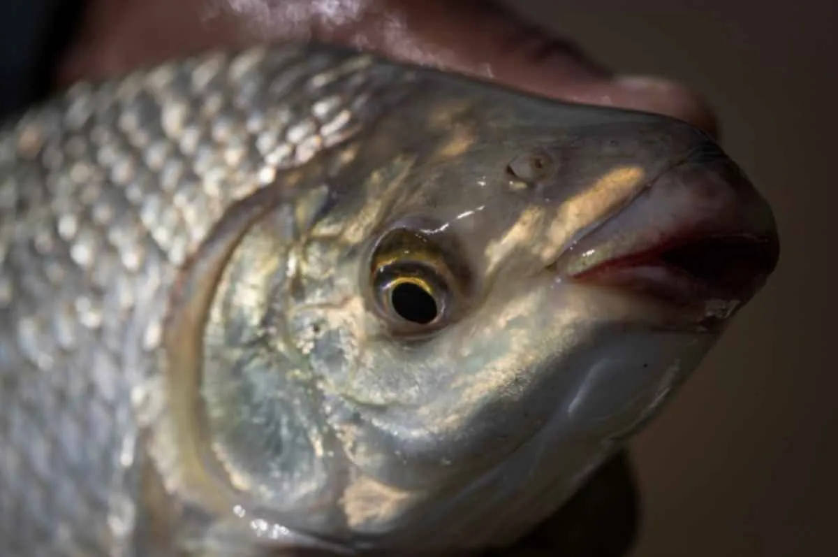 Comissão de Aquicultura da CNA reforça pautas estratégicas do setor