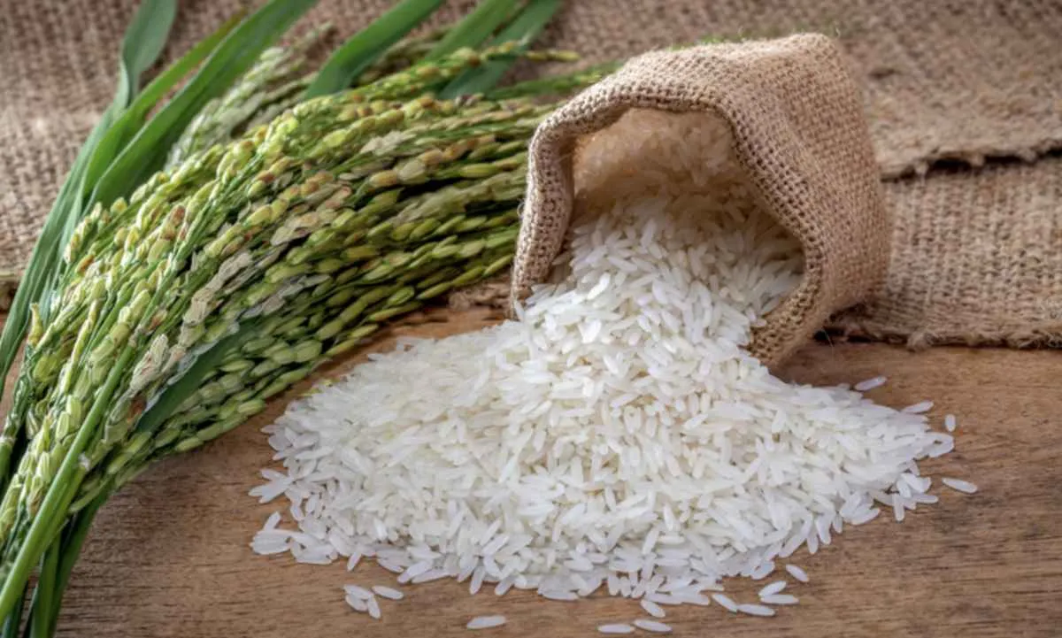 Setor orizícola do RS cobra soluções para custeio e crédito rural