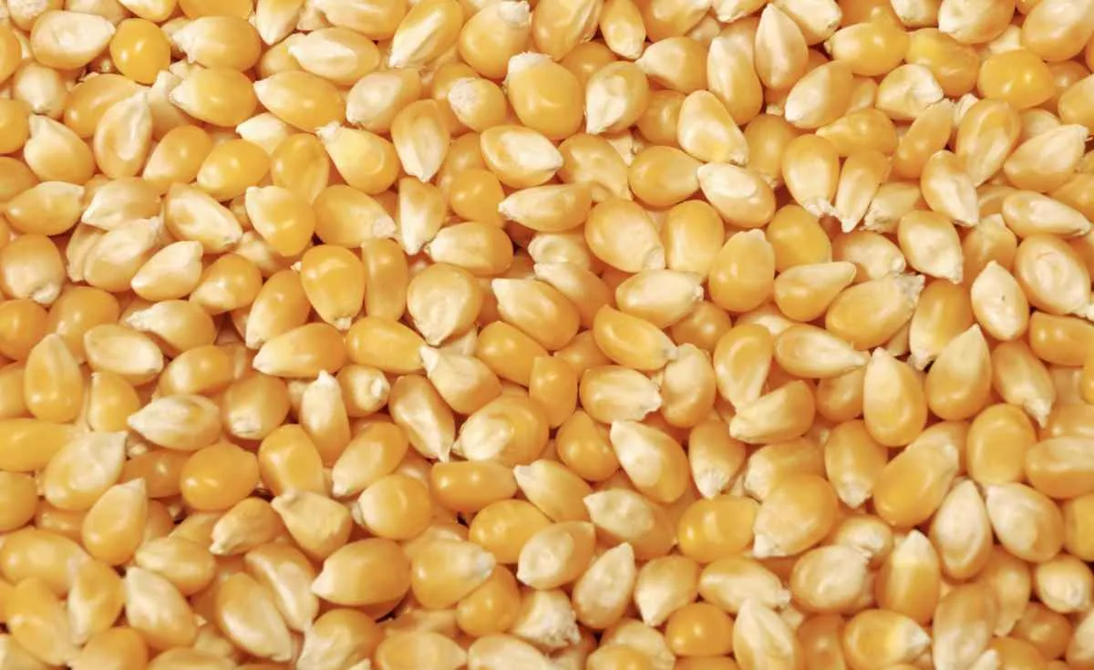 Milho abre semana pressionado, mas mercado interno reage