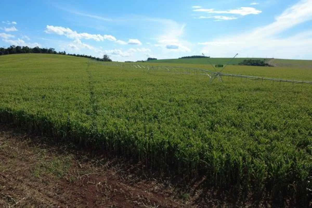 Programa de irrigação amplia área produtiva e reduz risco da estiagem no RS
