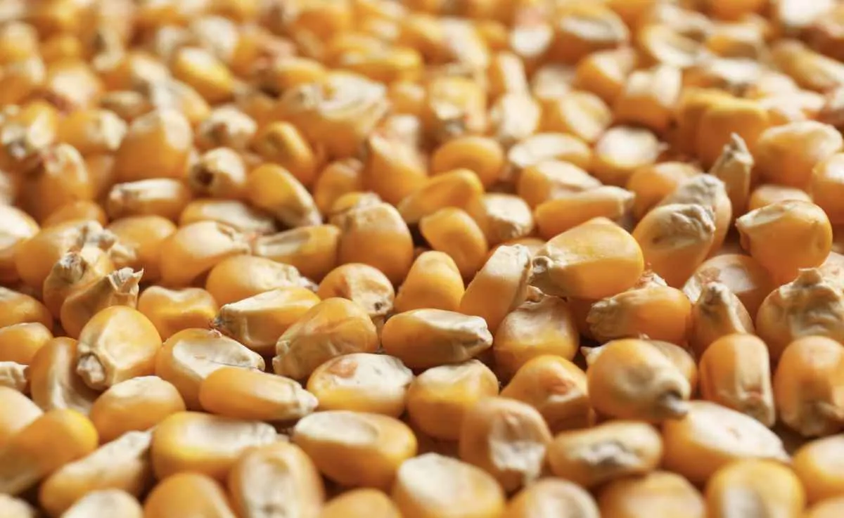 Mercado do milho inicia semana com atenção ao clima e à safrinha