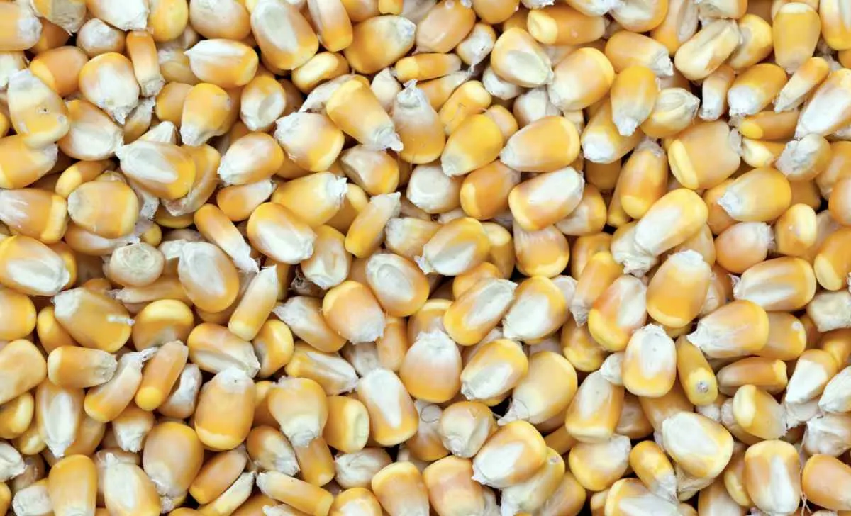 Oferta restrita mantém preços do milho em alta no mercado spot