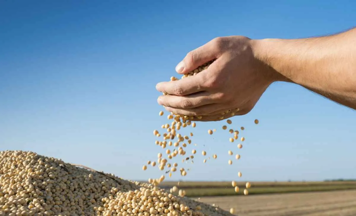 Soja opera em leve alta em Chicago com pressão da safra brasileira