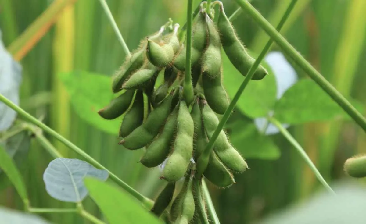 Fórum da Soja discute logística e mercado na Expodireto