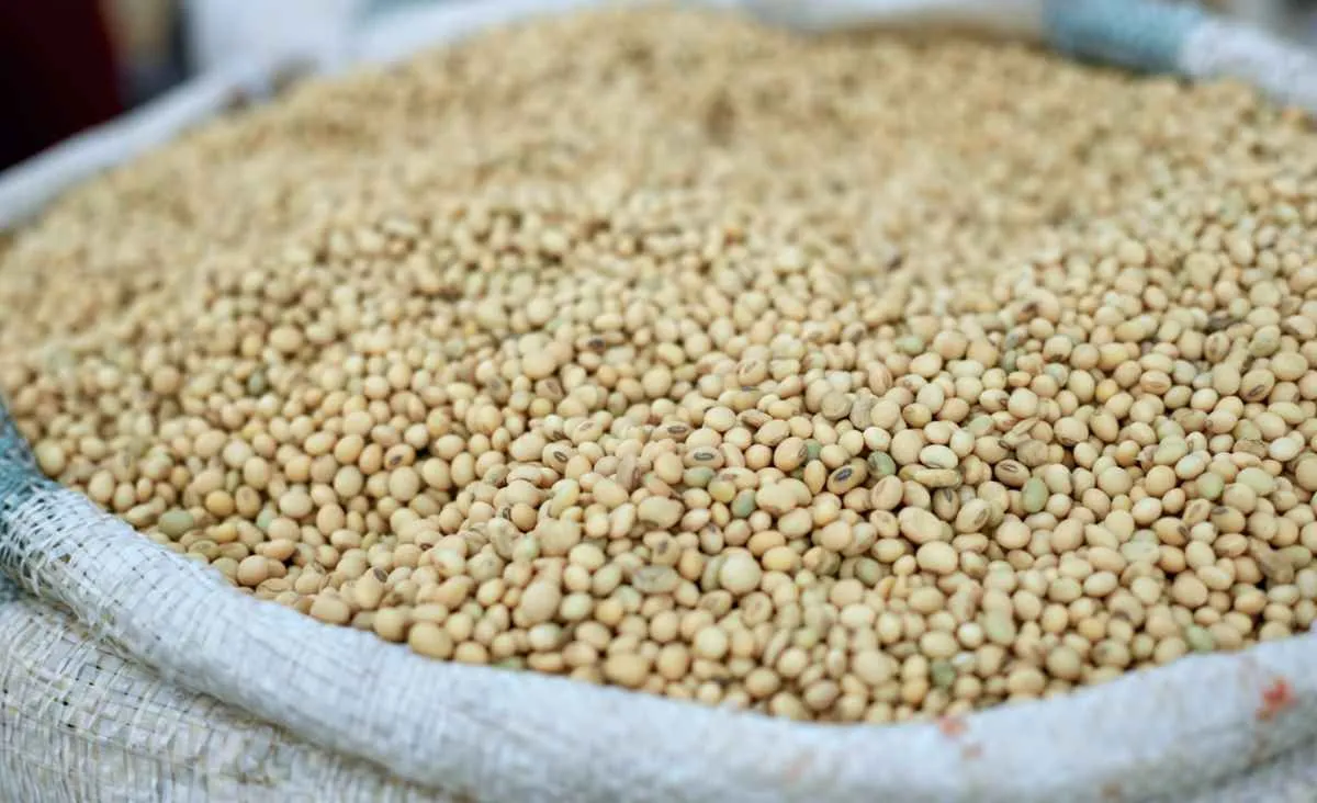 Soja: clima atrasa colheita, mas safra segue recorde no Brasil