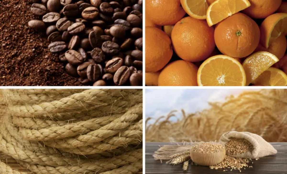 Mapa atualiza preços mínimos de café, laranja e trigo para 2026/27