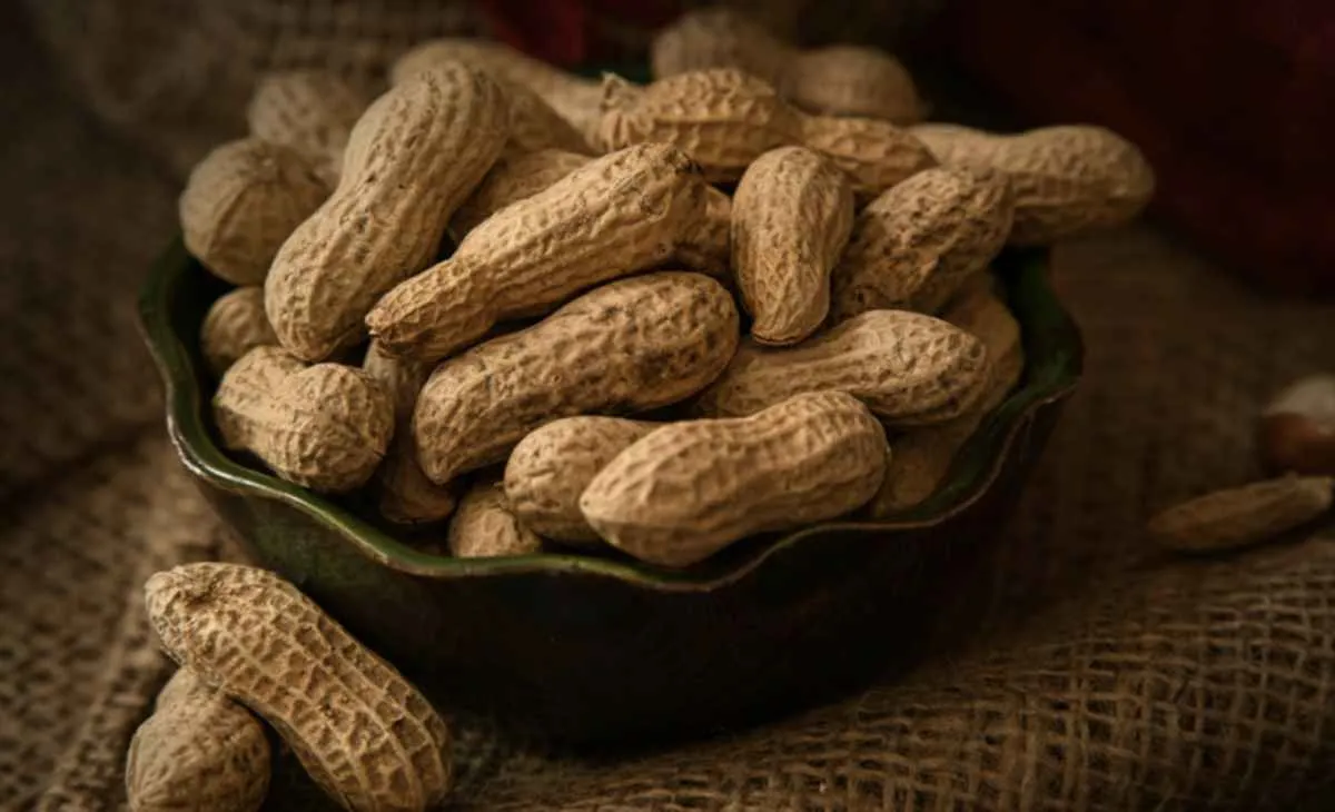 Mapa instala Câmara Setorial da Cadeia Produtiva do Amendoim