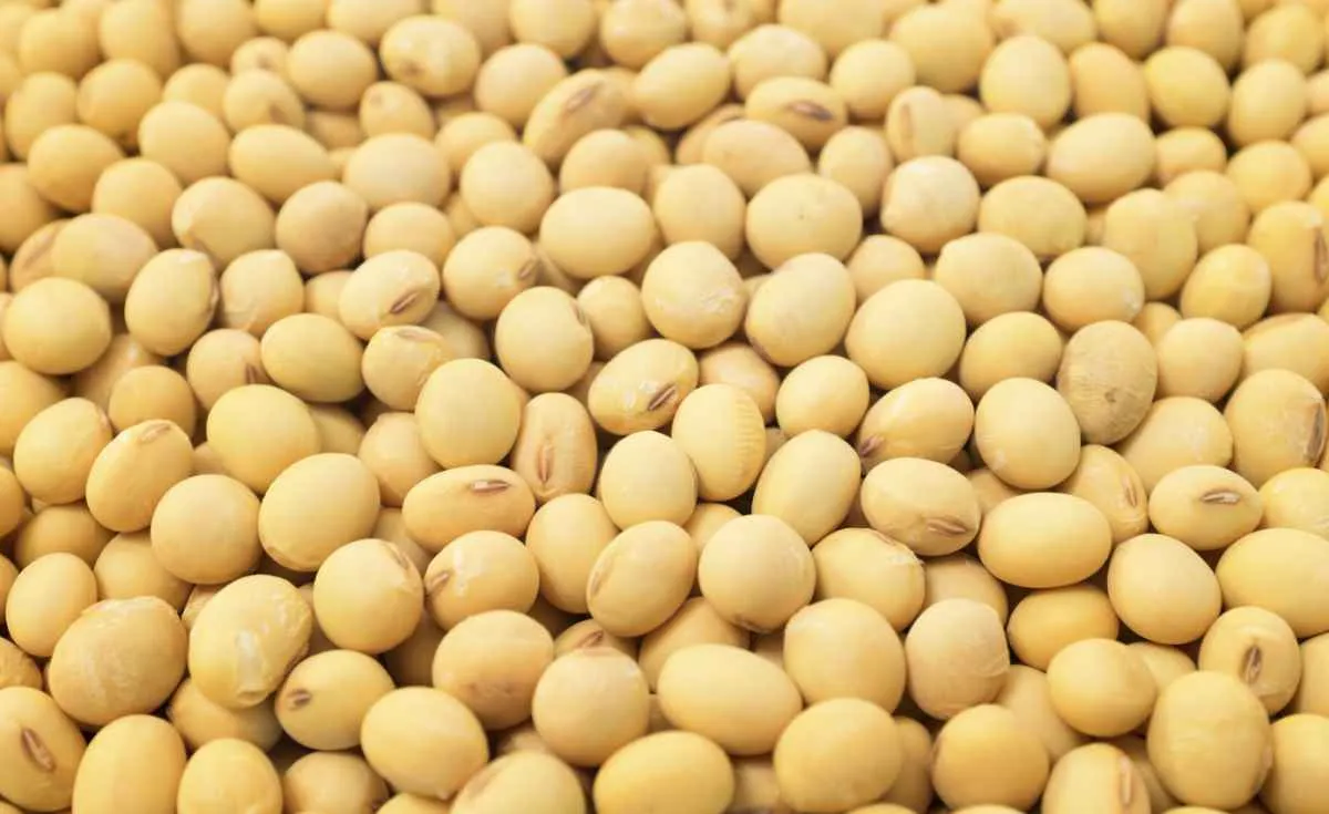 Soja sobe em Chicago, mas colheita derruba preços no Brasil