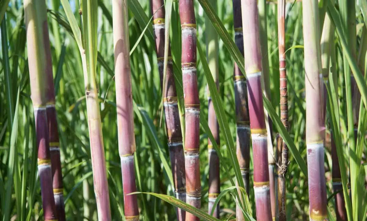 Setor da cana discute custos e mercado no Paraná para 2026