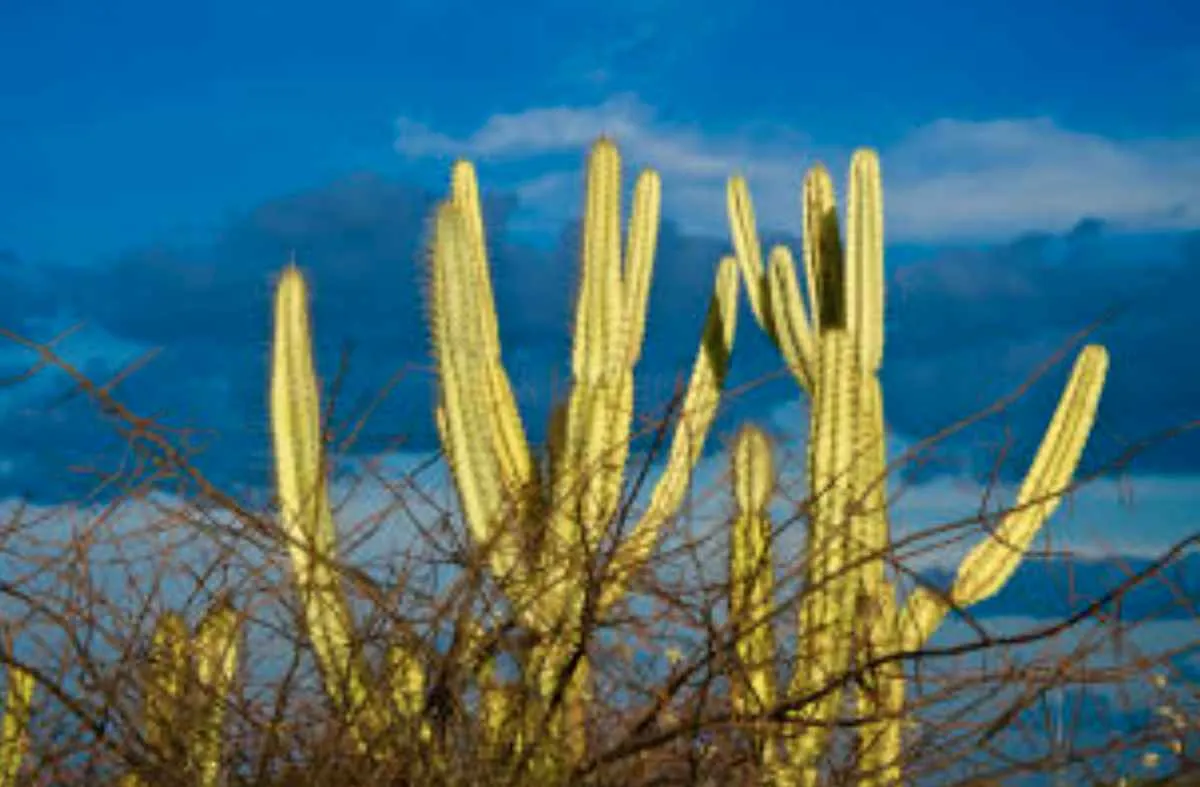 Projeto da Embrapa busca reduzir perdas por seca no Semiárido