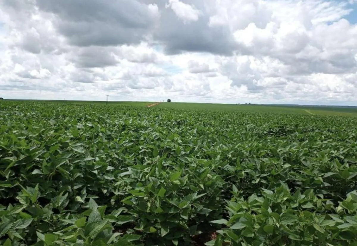 Dólar pressiona custo e importação de fertilizantes cai em MS