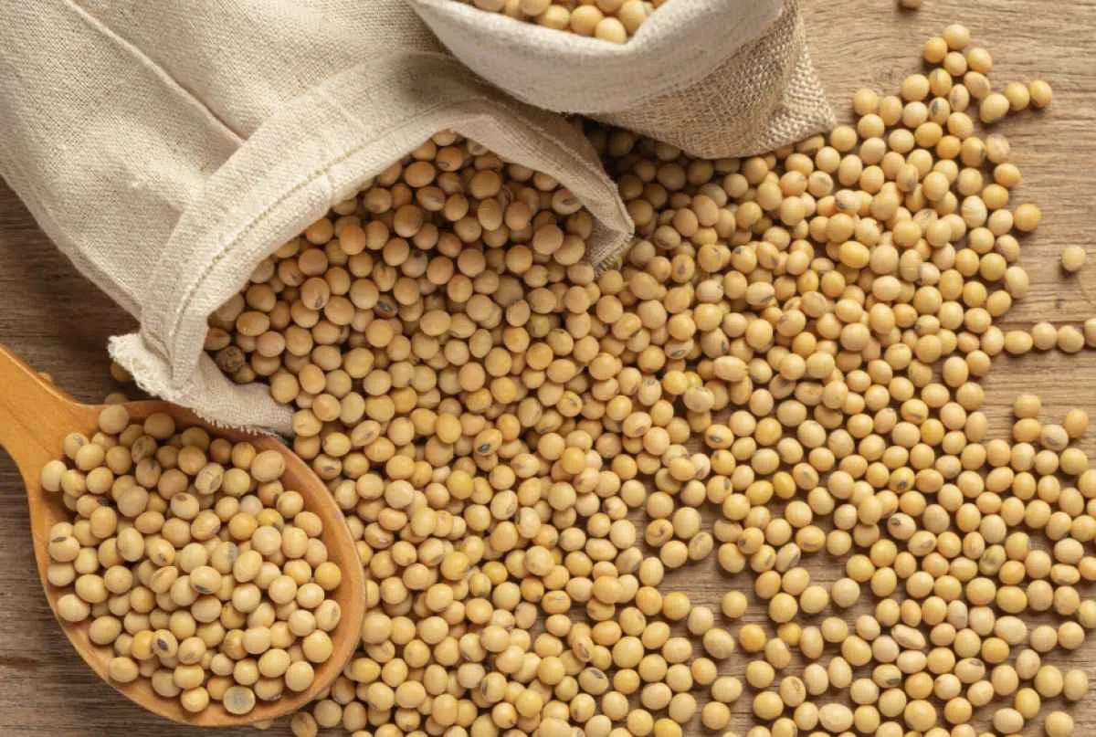 Soja recua em Chicago e mercado reage a nova pressão geopolítica