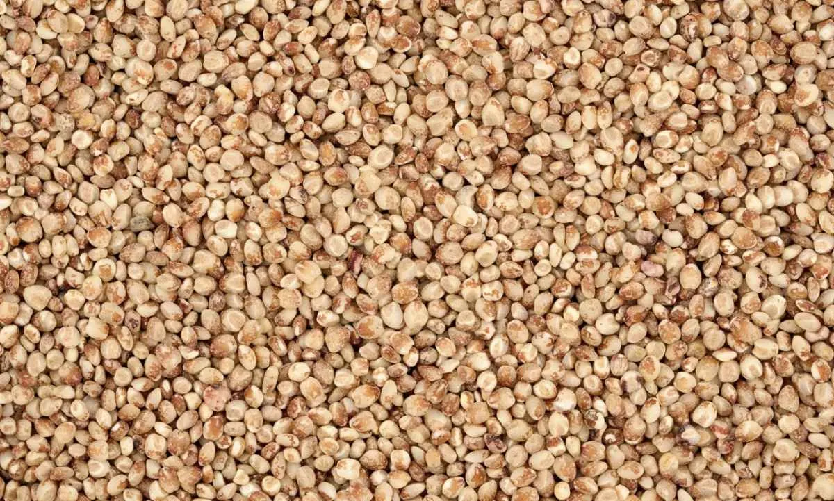 Etanol e China impulsionam nova fase do sorgo no Brasil