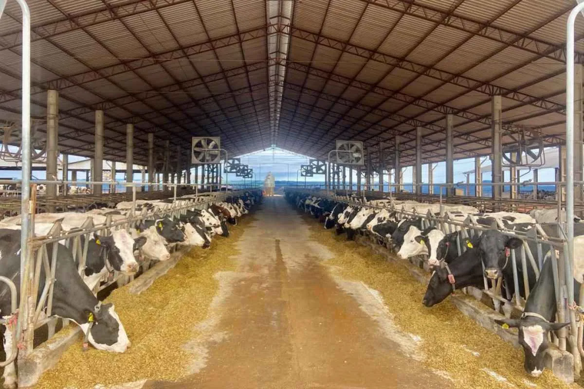 Crédito impulsiona modernização da pecuária leiteira no Paraná e amplia investimentos no campo