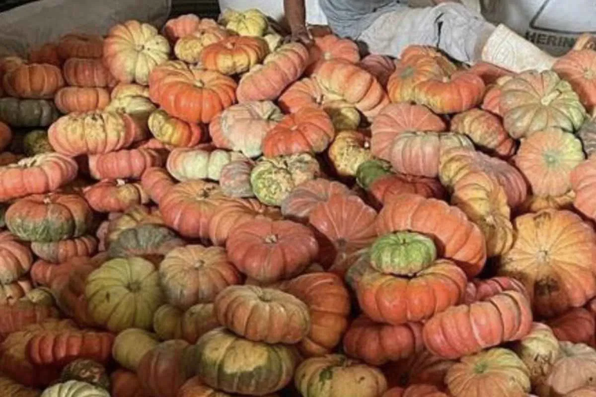 Abóbora gera R$ 106 milhões e chega a 330 municípios do Paraná