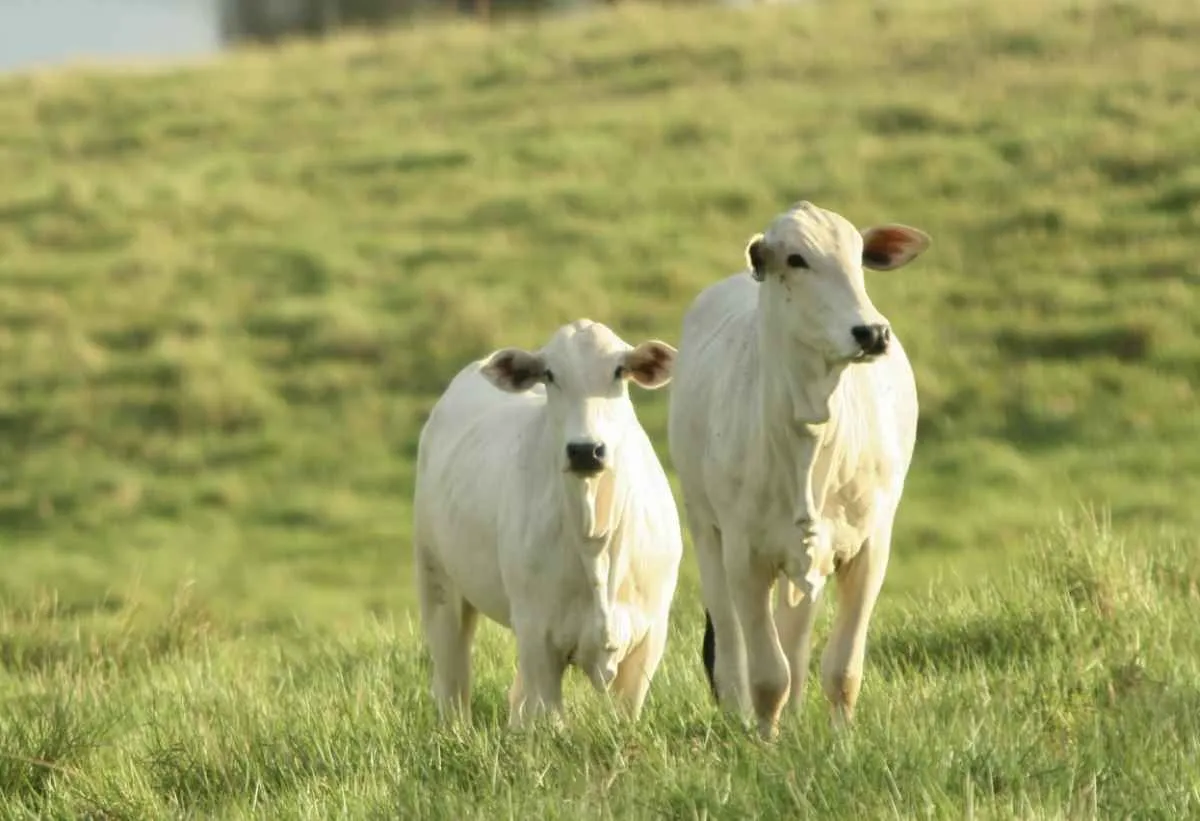 Recorde no abate de fêmeas aperta oferta e eleva reposição