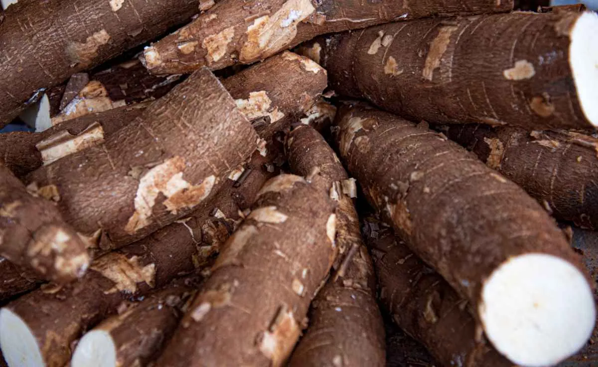 Preços da mandioca têm maior alta semanal desde setembro/25