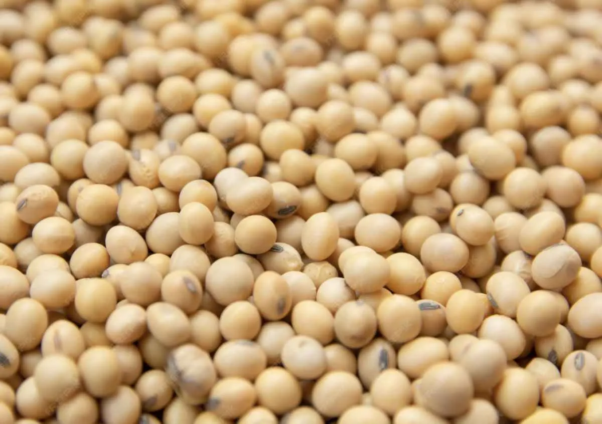 • Soja recua em Chicago após disparada, enquanto colheita avança no Brasil