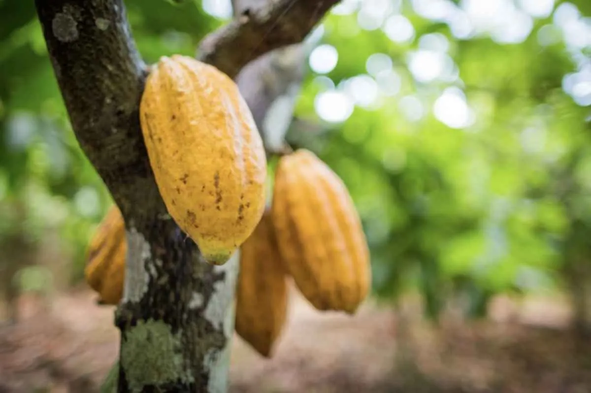 Nova regra para importação de cacau atende setor e reforça proteção ao produtor