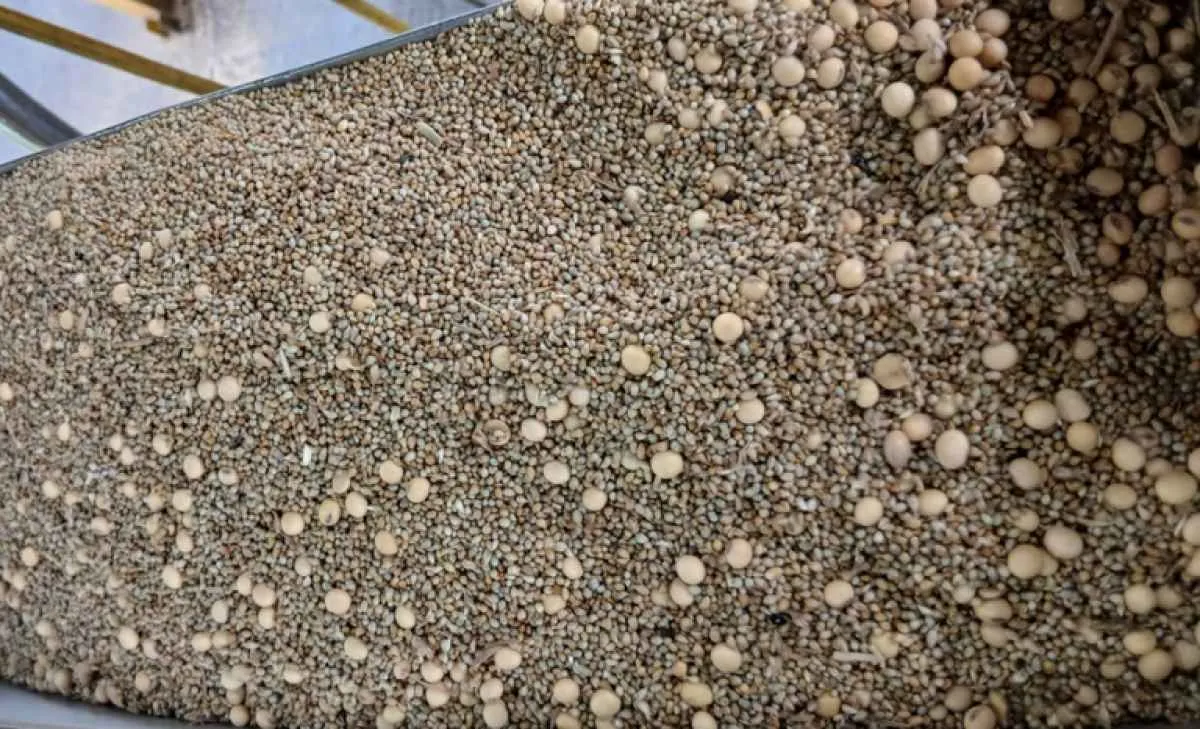 Exportação de soja: Mapa encontra irregularidades em carga no Porto de Paranaguá