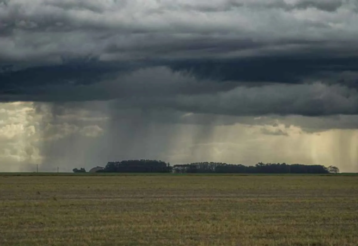 Chuvas irregulares e calor acendem alerta no campo em MS