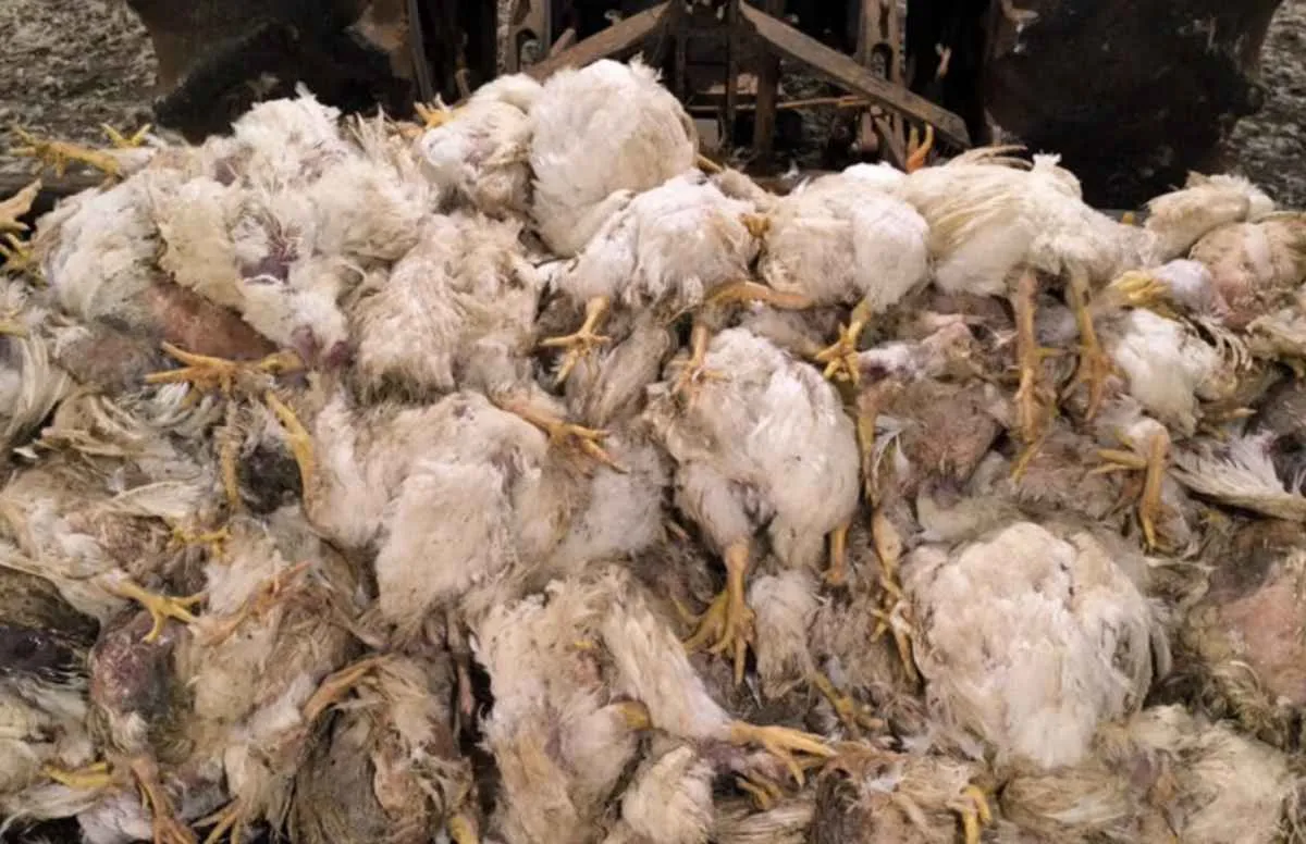 Sistema FAEP critica apagões no campo e lucro da Copel