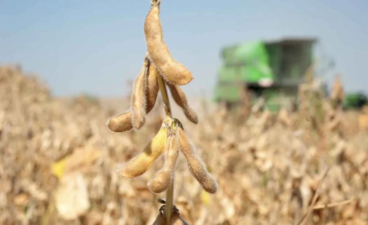 Colheita da soja: como reduzir perdas no momento decisivo?