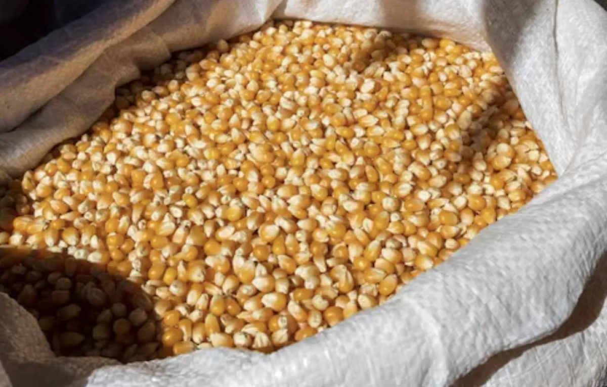 Milho opera em baixa em Chicago, mas mercado segue firme