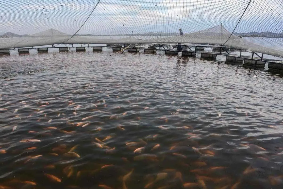 SP reforça defesa sanitária da tilápia contra vírus letal