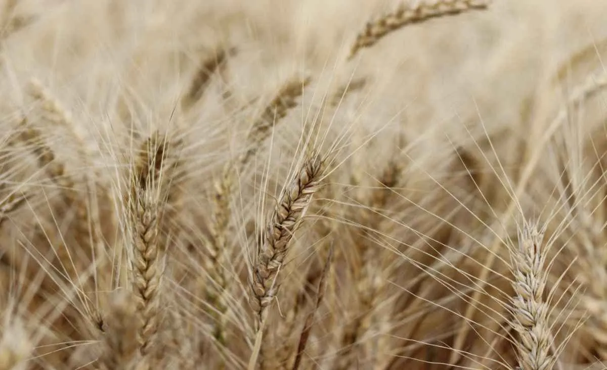 Preços do trigo seguem em alta e animam produtores