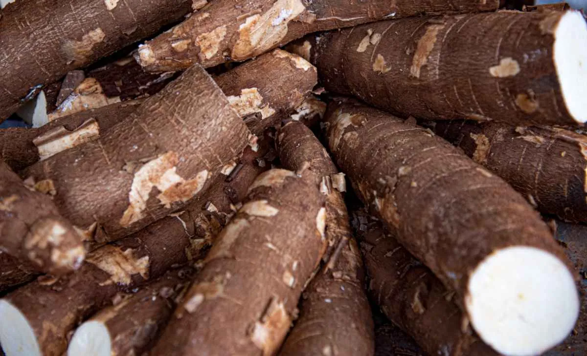 Preços da mandioca atingem maior nível desde dezembro 