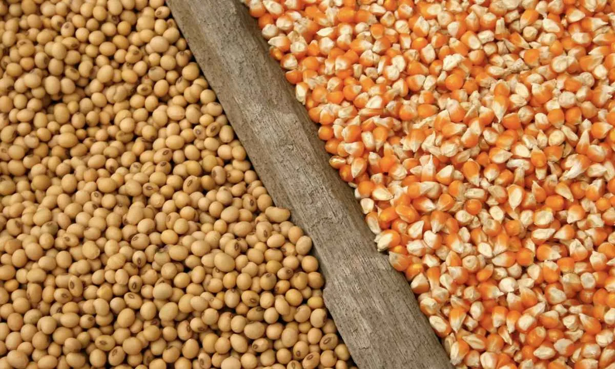 Conflito no Irã ameaça exportações brasileiras de soja e milho