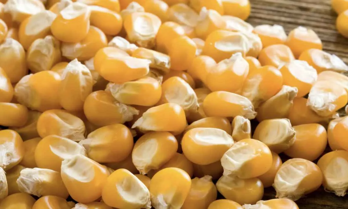 Milho recua em Chicago, mas mercado interno segue firme