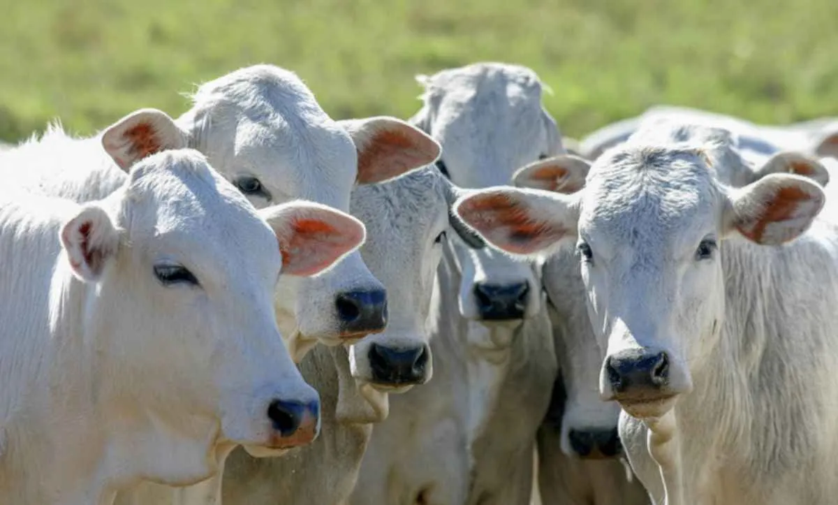 Governo amplia crédito para genética na pecuária sustentável