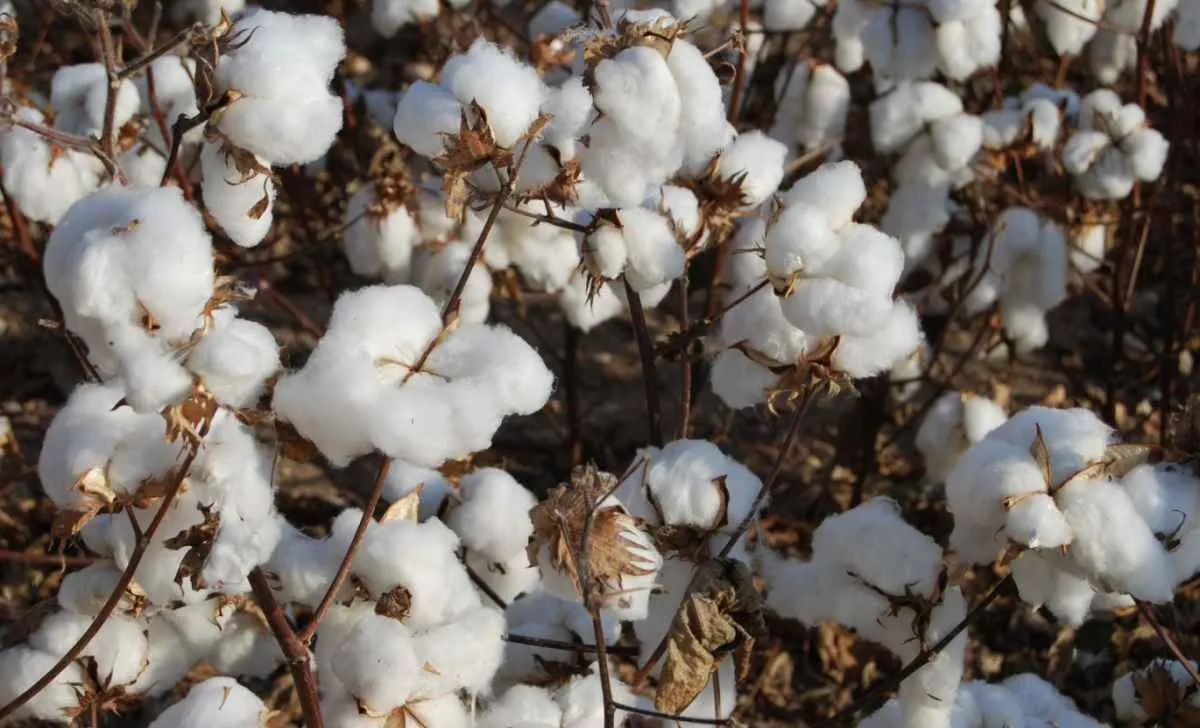 Indicador do algodão em pluma fecha fevereiro estável