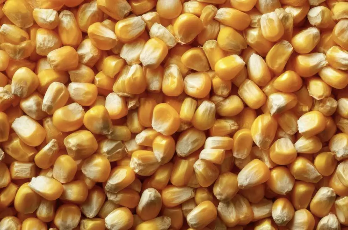 Milho oscila na CBOT e mercado interno segue lento no Brasil
