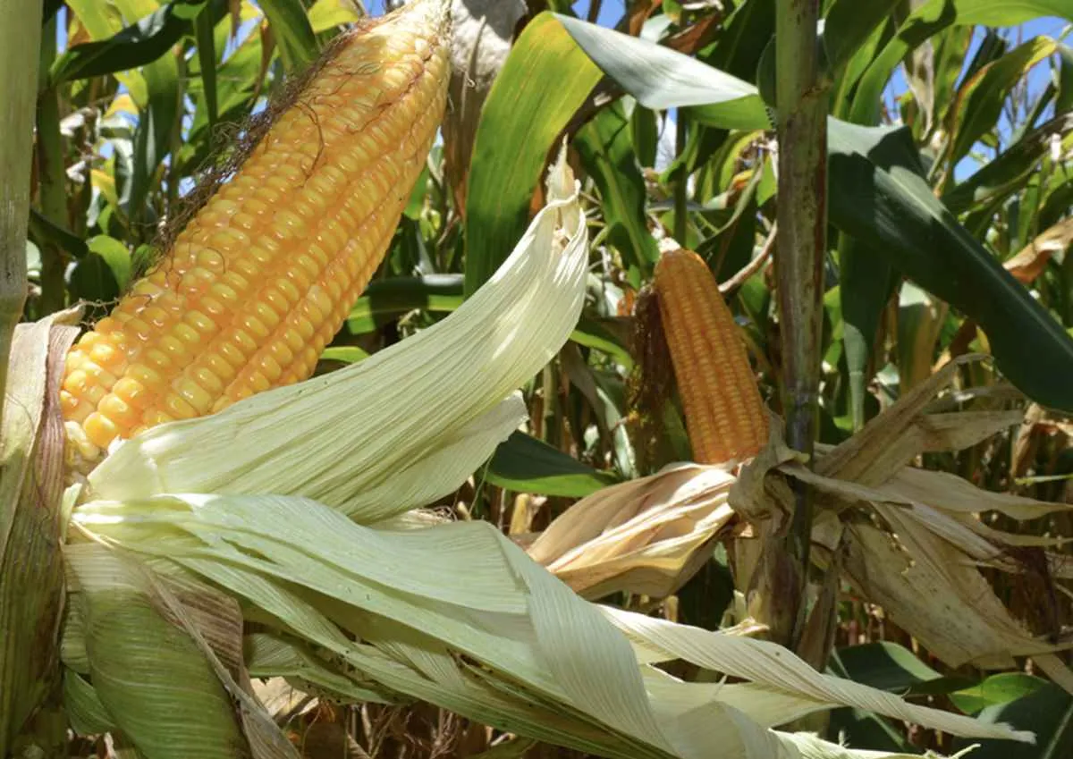 Embrapa lança programas de baixo carbono para milho e sorgo