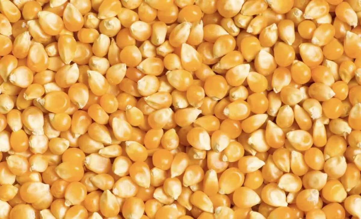 Milho fica firme em SP e recua no Sul com foco na soja