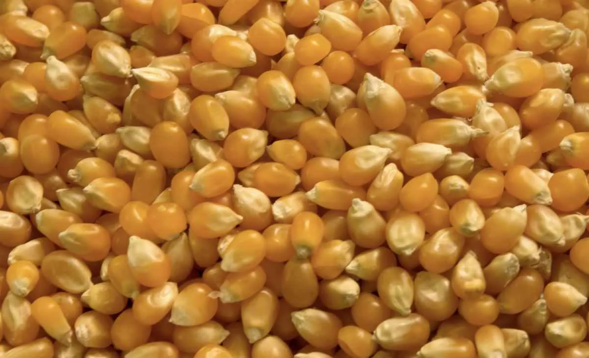 Colheita pressiona milho em SP, mas mercado segue firme