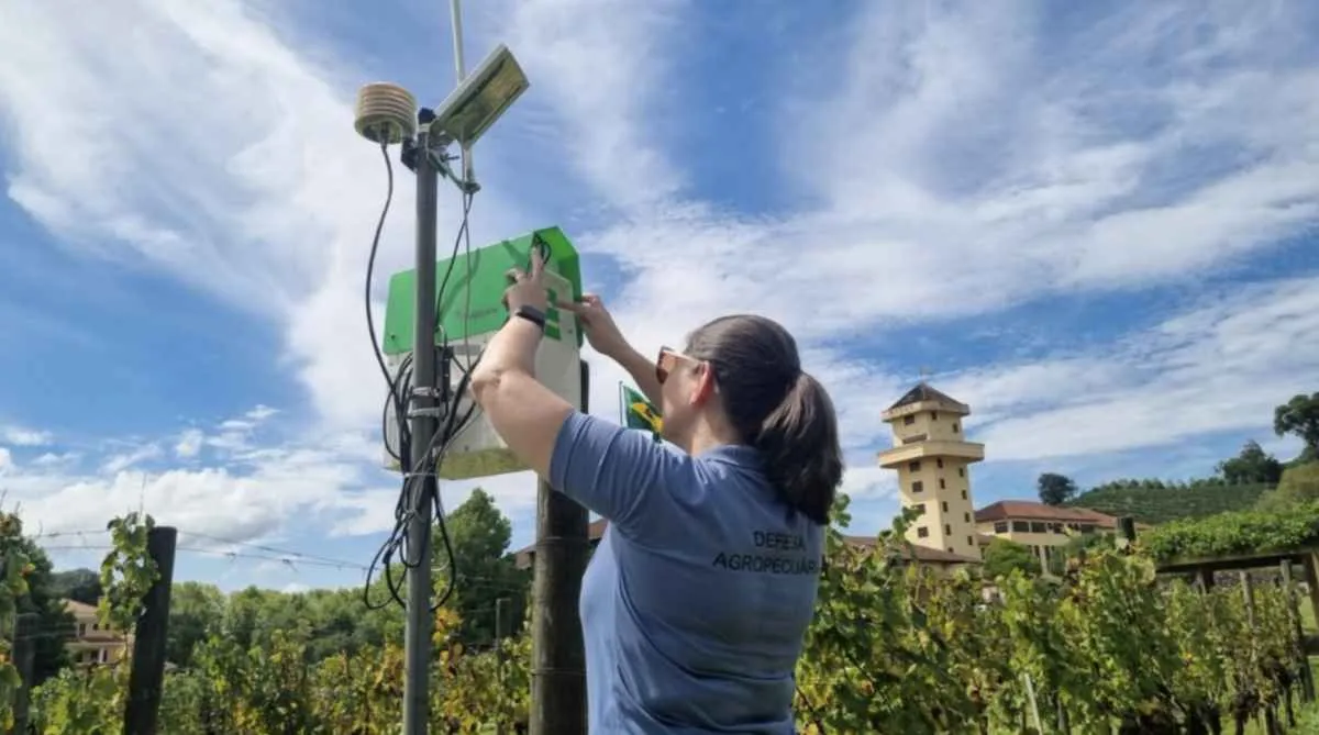Tecnologia com IA reforça vigilância de pragas em videiras no RS