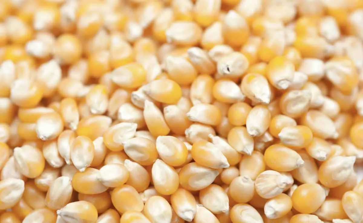 Milho sobe em Chicago com apoio do petróleo