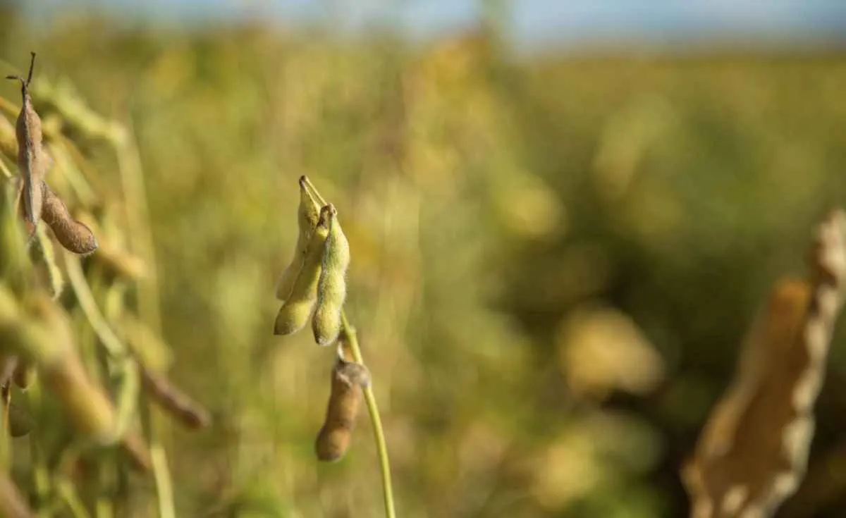 CNA defende retomada das ações sobre Moratória da Soja no STF