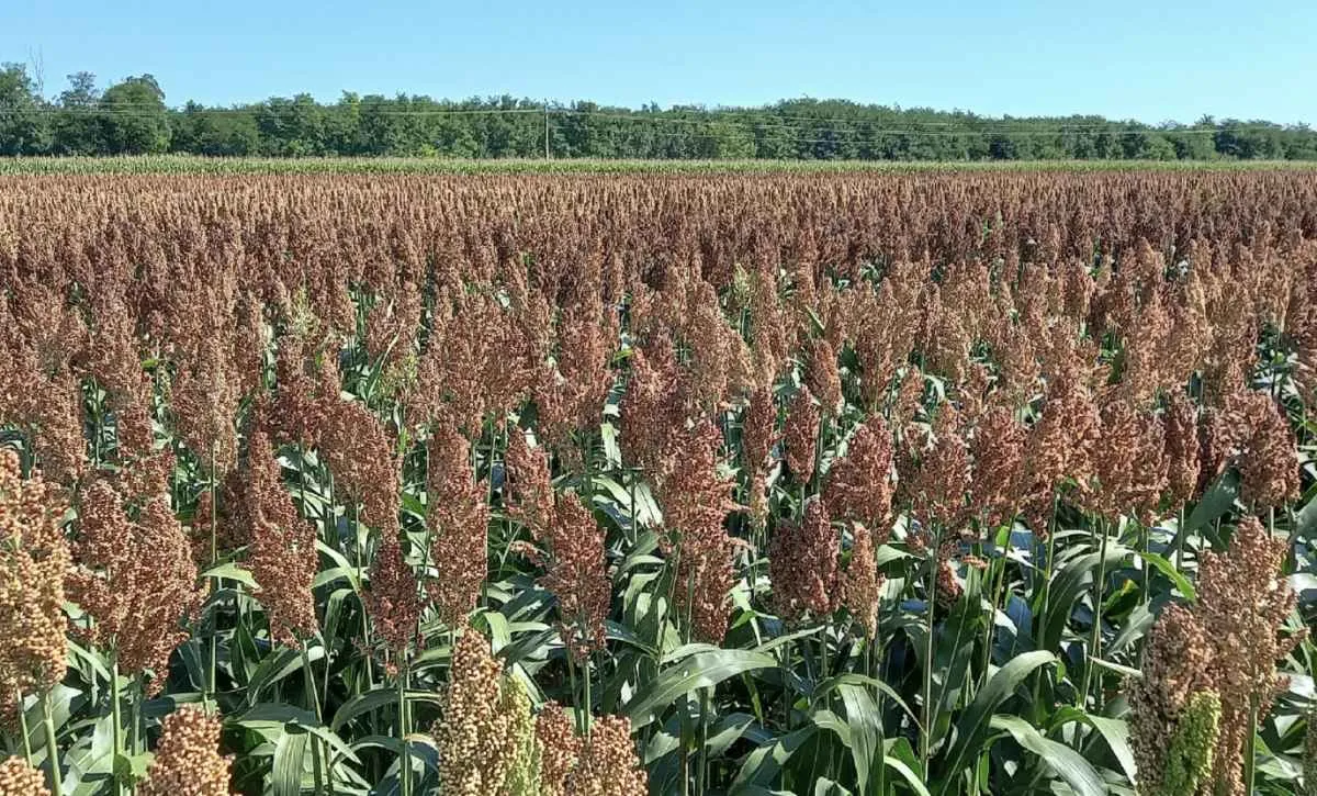 Sorgo acelera e consolida nova fase de expansão no Brasil