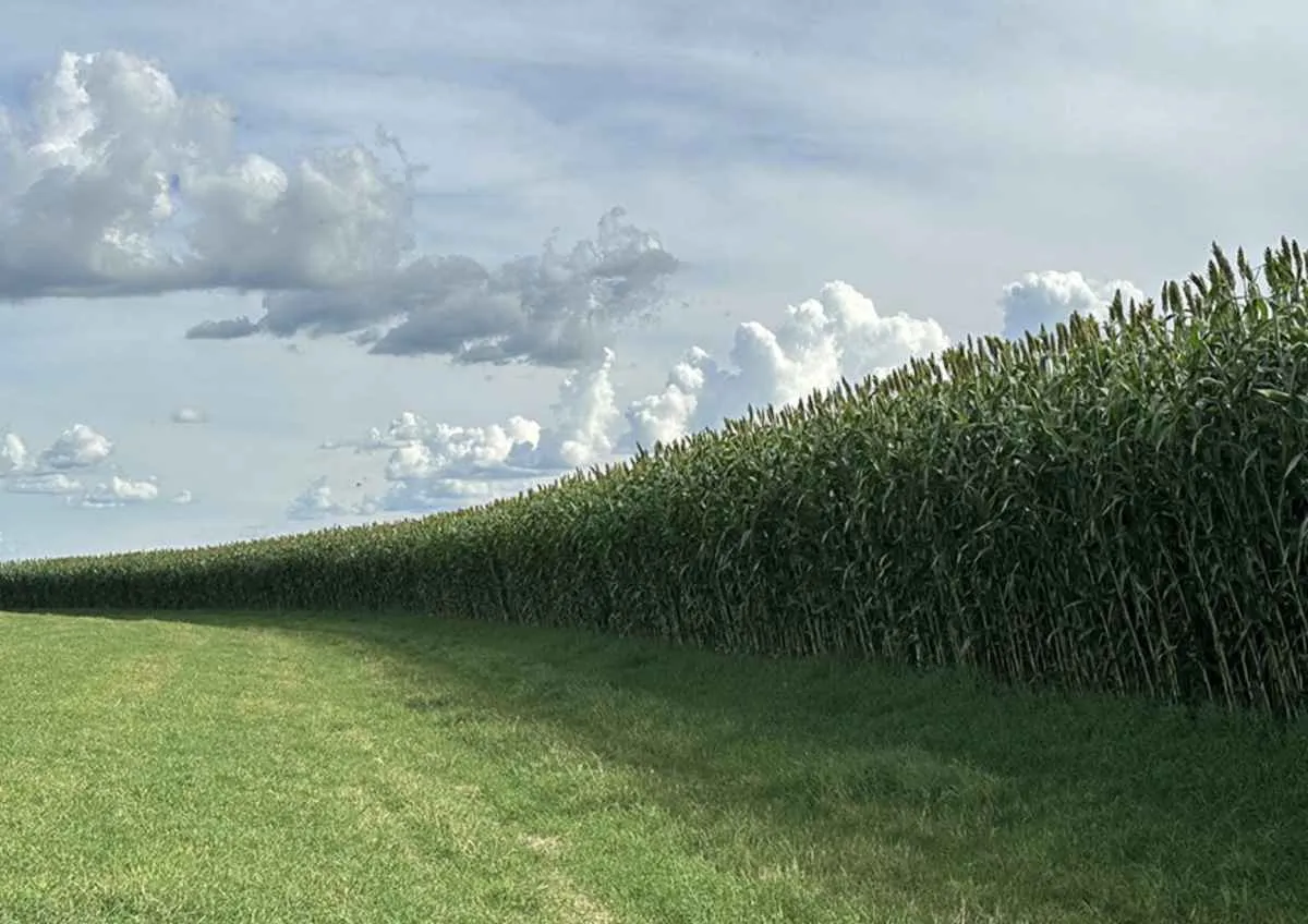 Novo sorgo forrageiro gigante supera 80 t/ha e chega ao mercado