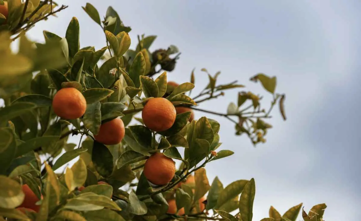 Conflito no Oriente Médio pressiona custos da citricultura